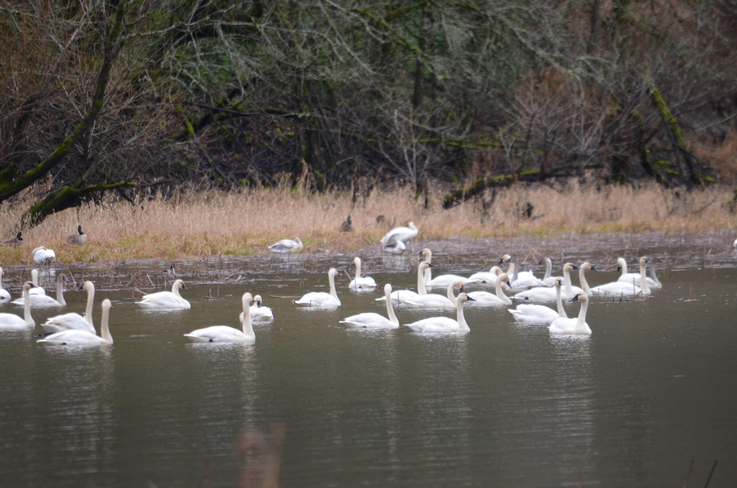 Tundra Swans Return to Mirror Lake Marks the Beginning of Winter, Old Parkdale Inn