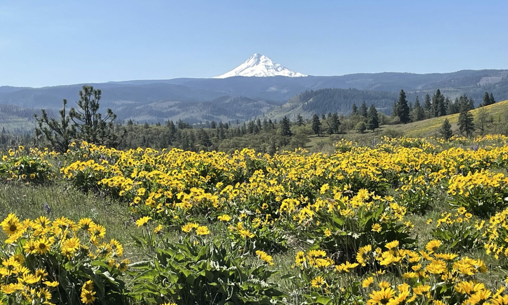 Mt Hood in the distance across a field of balsamroot