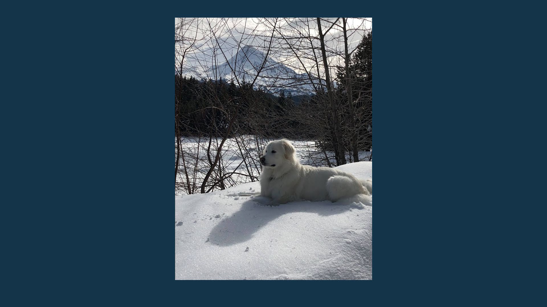 big white dog sitting in the snow in front of Mt Hood