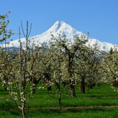 a blooming pear orchard with Mt Hood in the background