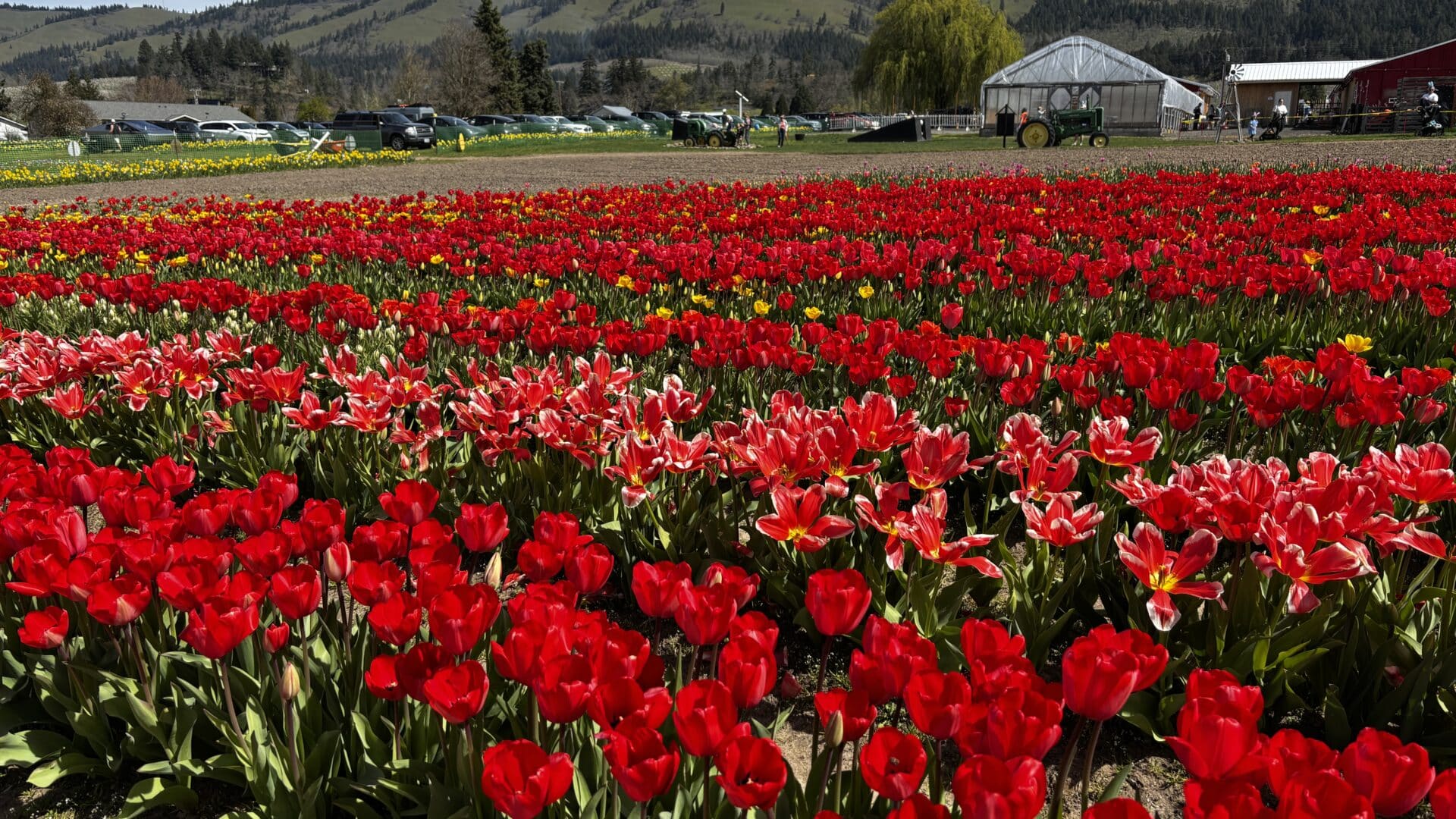 a field of red tulips at Packer Farm Tulip Festival