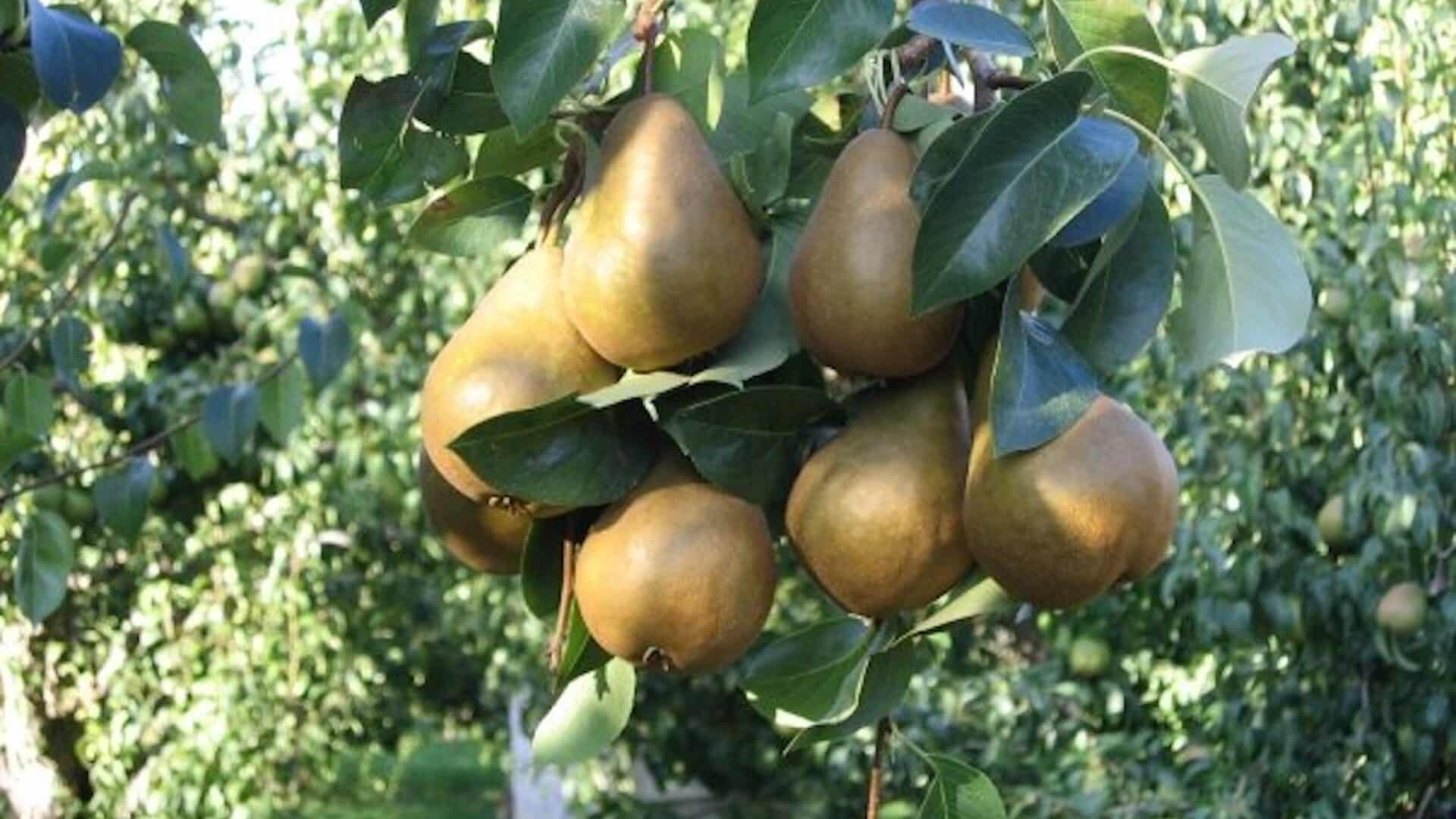 golden bosc pears on the tree