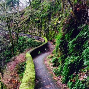 mossed covered stone path leading into a lush green forest
