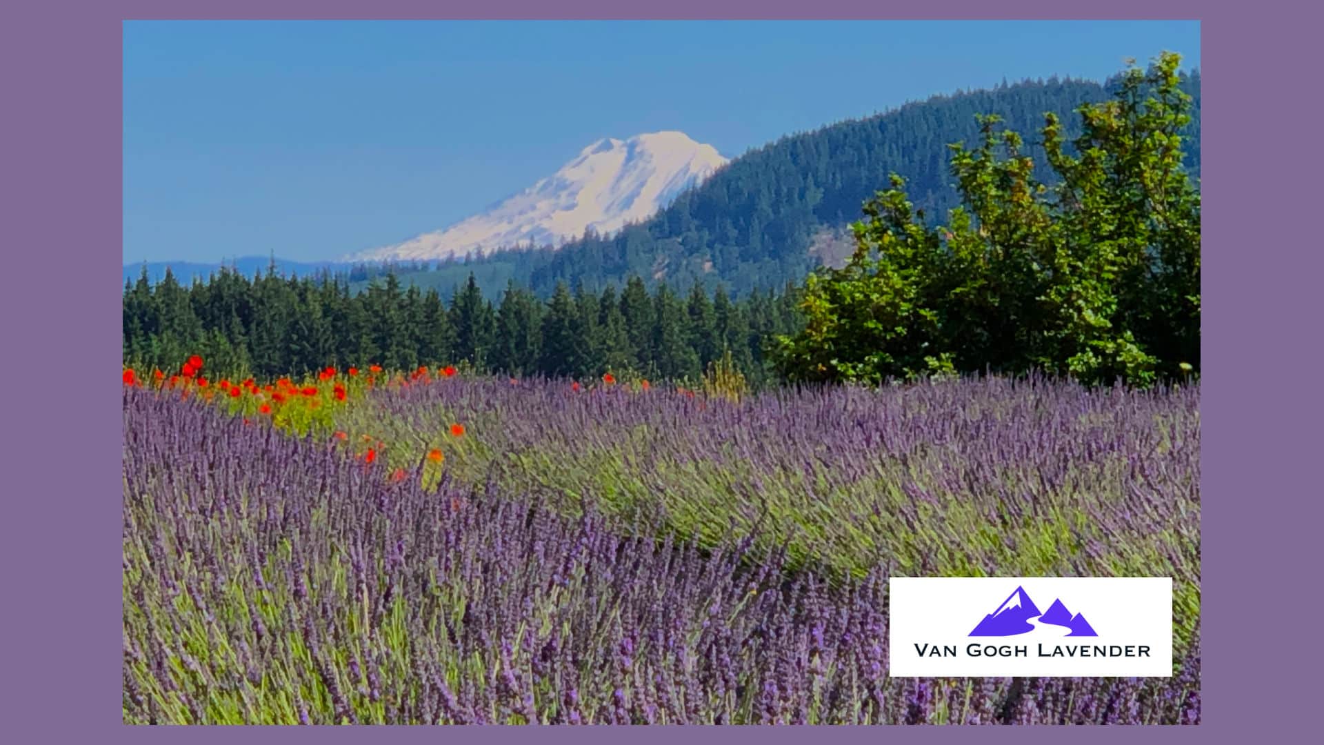 Lavender fields at Van Gogh Lavender with Mt Adams Backdrop