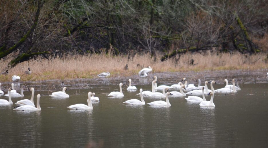Tundra Swans Return to Mirror Lake Marks the Beginning of Winter, Old Parkdale Inn