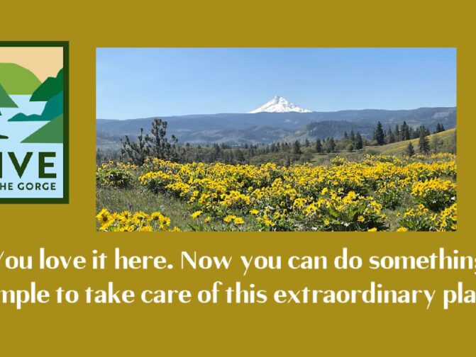 Mt Hood behind field of balsamroot. Give for the Gorge Banner and Logo