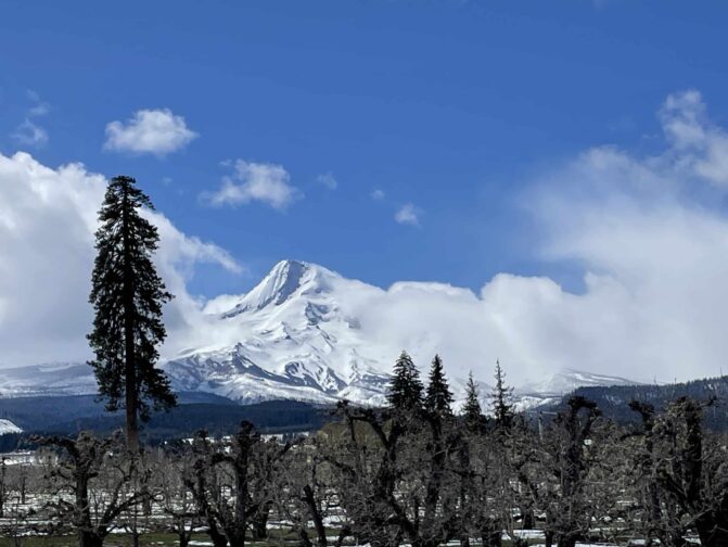 Mt Hood and the Parkdale Pine in Pear Orchards
