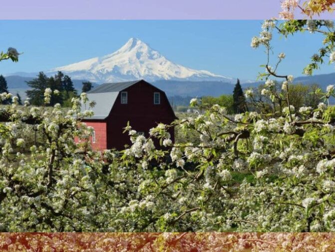 Red barn surrounded by spring blossoms with Mt Hood in the background