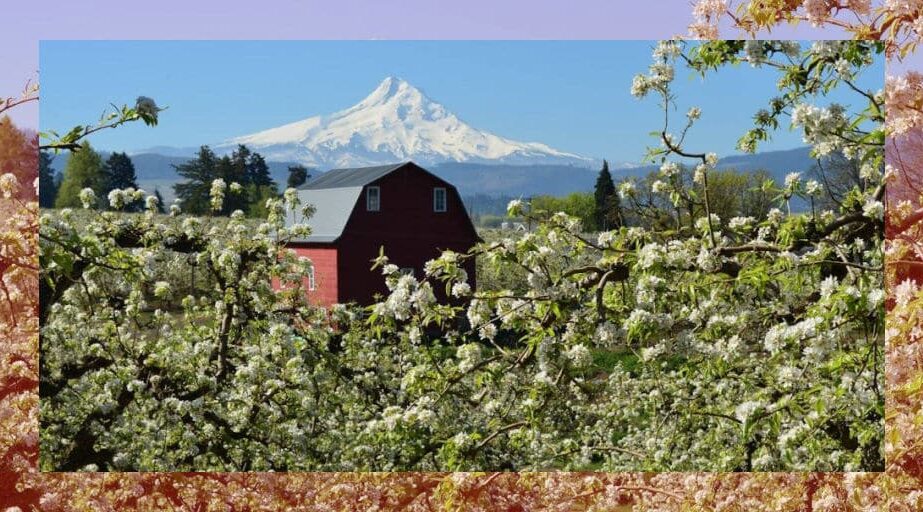 Red barn surrounded by spring blossoms with Mt Hood in the background