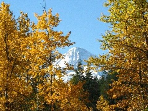 Mt Hood framed by golden fall color