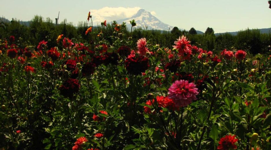 Dahlias Put on a Show in the Hood River Valley, Old Parkdale Inn