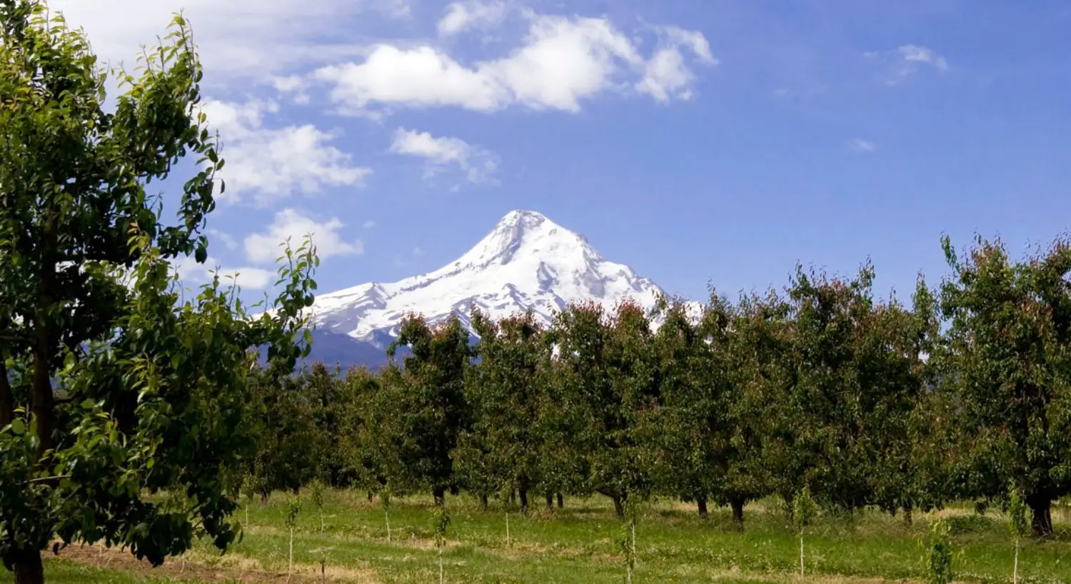 A wide view of a snow-capped mountain in the distance, with trees and grass in the foreground.